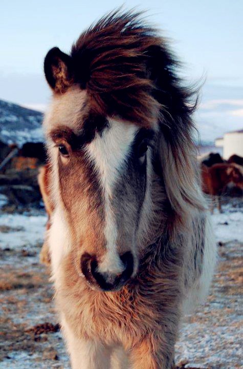 Clydesdale Super Bowl Commercial / 2013